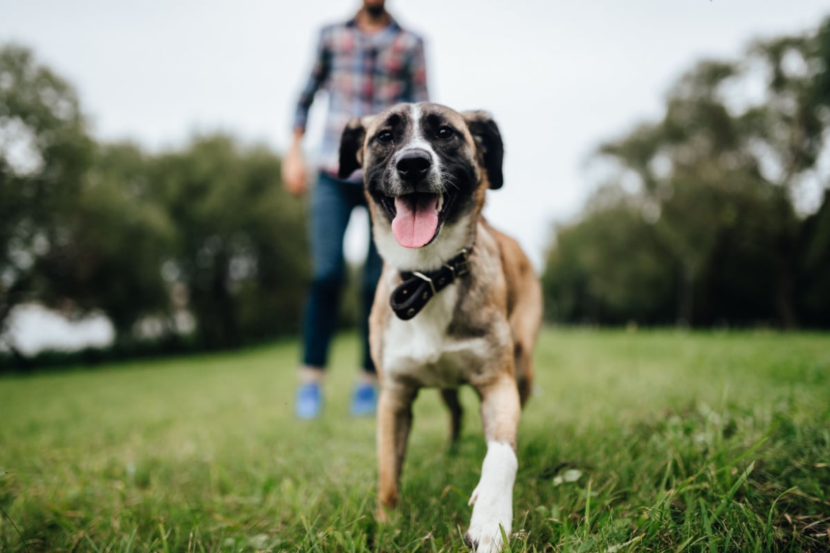 7 dicas para se aproximar de um cachorro desconhecido 