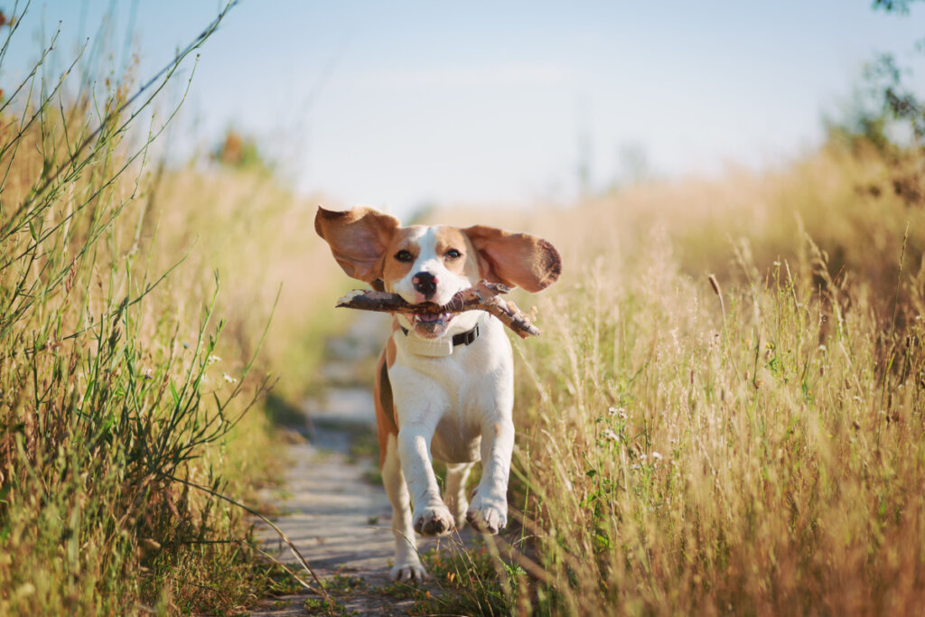 Beagle correndo e brincando em campo