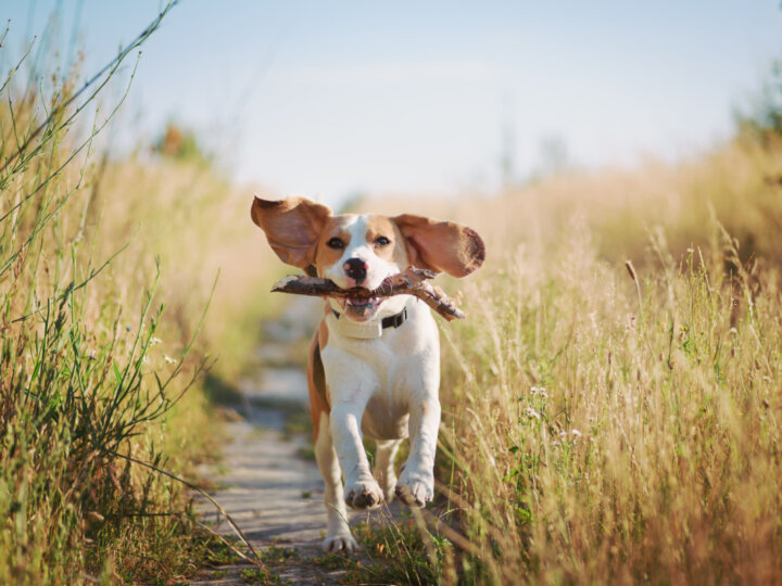6 curiosidades sobre as orelhas dos cachorros 