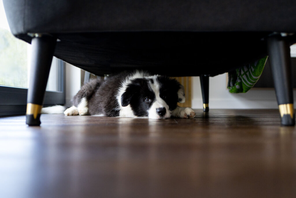 Cachorro escondido embaixo do sofá; medo dos fogos de artifício