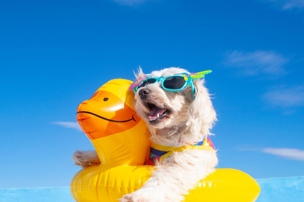 Cachorro com boia e óculos de sol