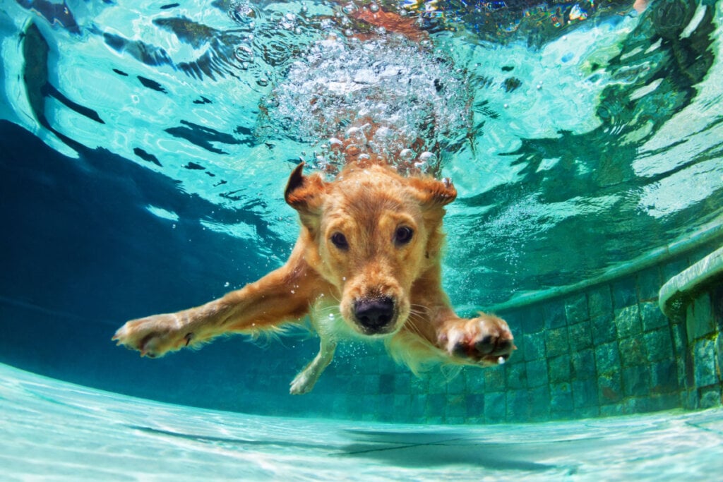 Cachorro embaixo d'água