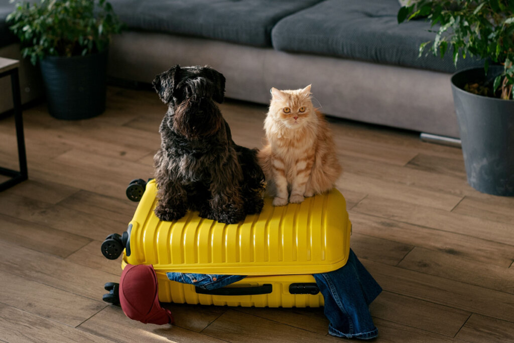Cachorro e gato sentados na mala