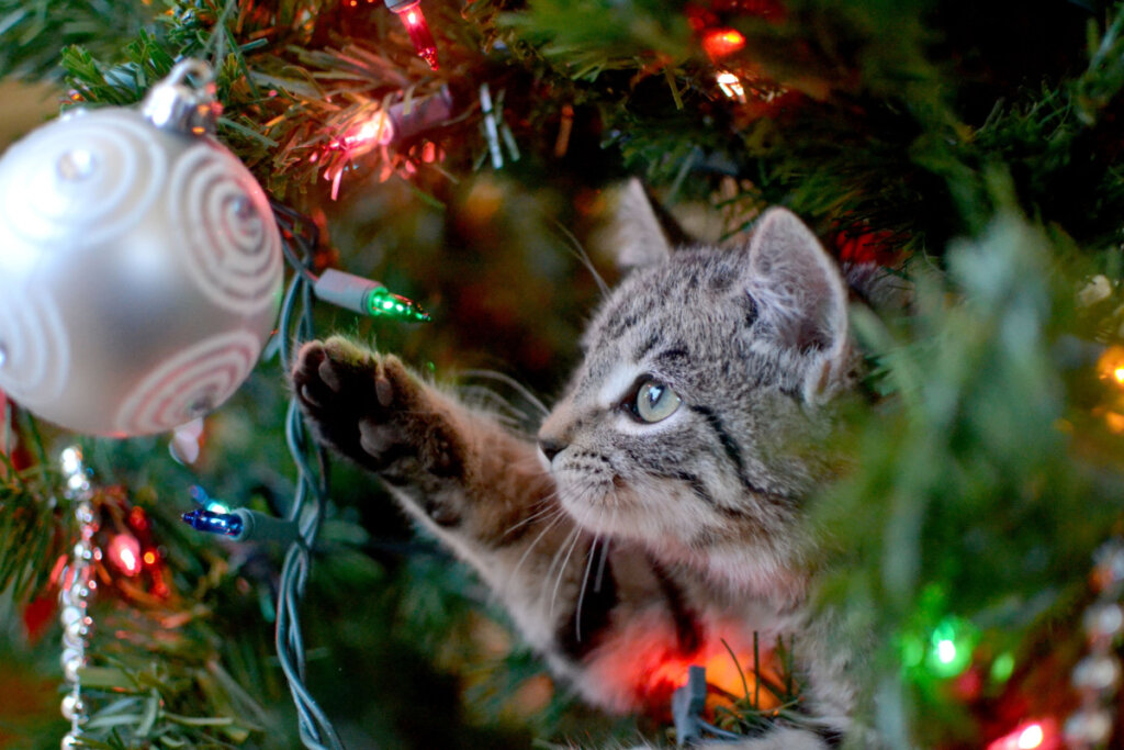 Gato tocando nos enfeites da árvore de Natal