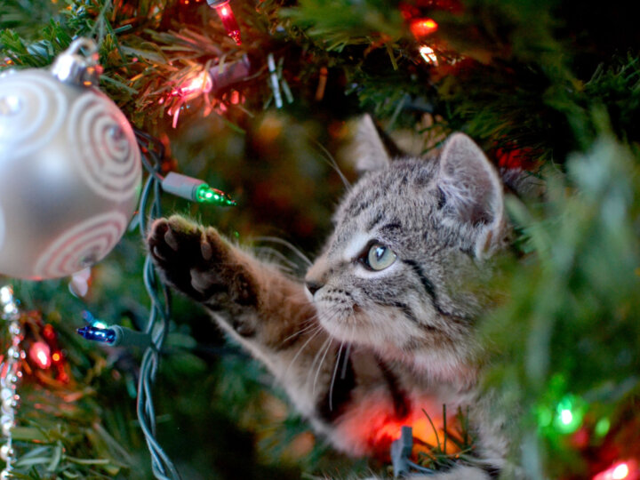 8 dicas para evitar que o gato destrua a árvore de Natal 