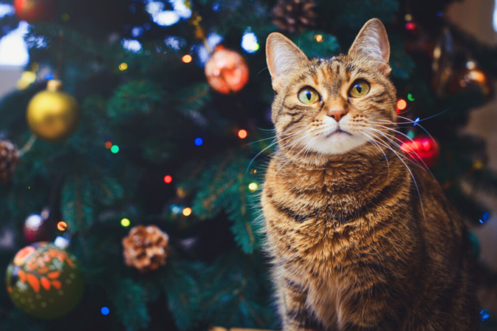 Gato amarelo em frente a árvore de Natal