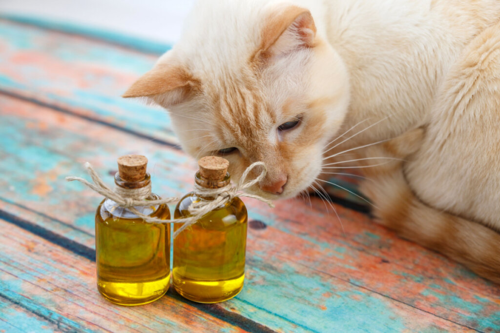 Gato amarelo olhando dois frascos com óleo