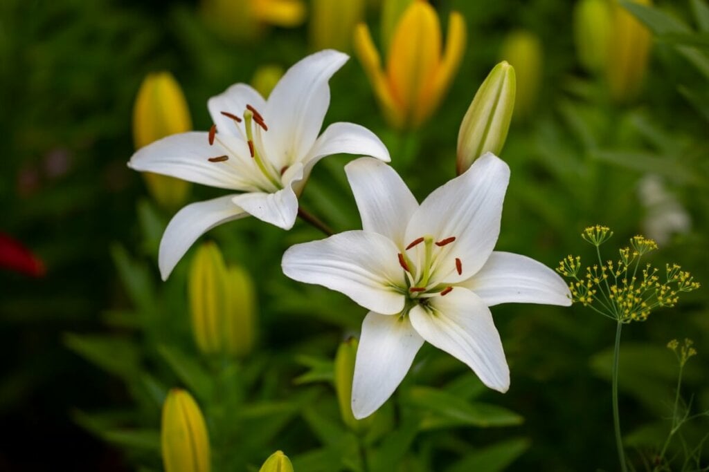 Dois lírios plantados em um jardim