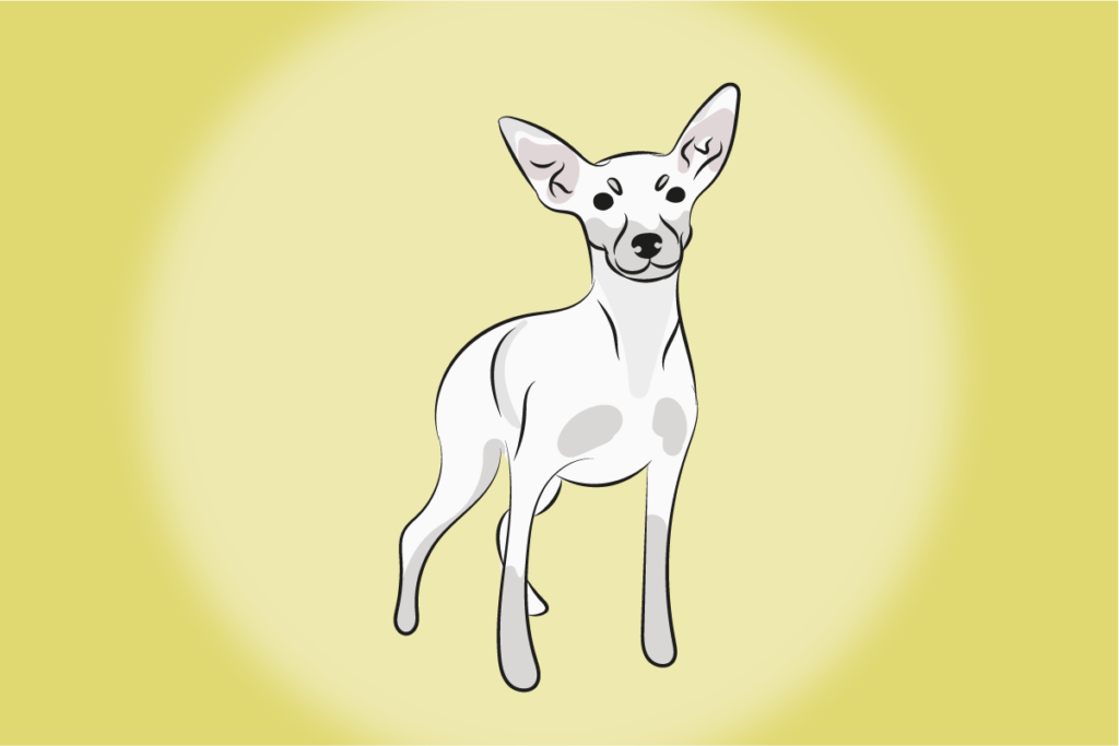 Ilustração de um pinscher branco em fundo amarelo