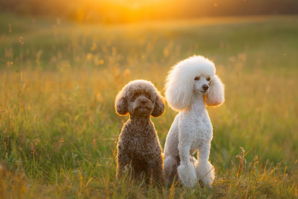 Dois poodles em campo, um branco, outro marrom