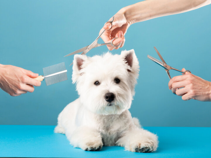 Veja a importância da tosa higiênica para cachorros 