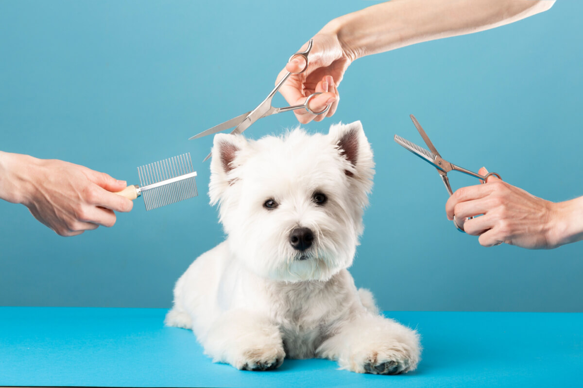 Veja a importância da tosa higiênica para cachorros 