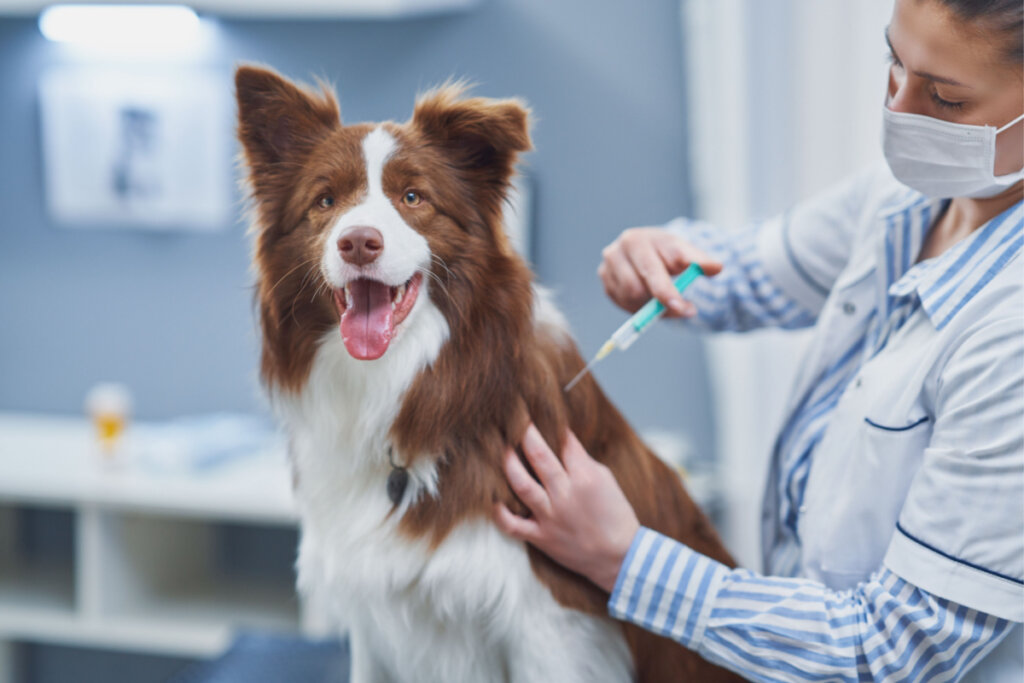 Veterinária aplicando vacina em cachorro branco e marrom