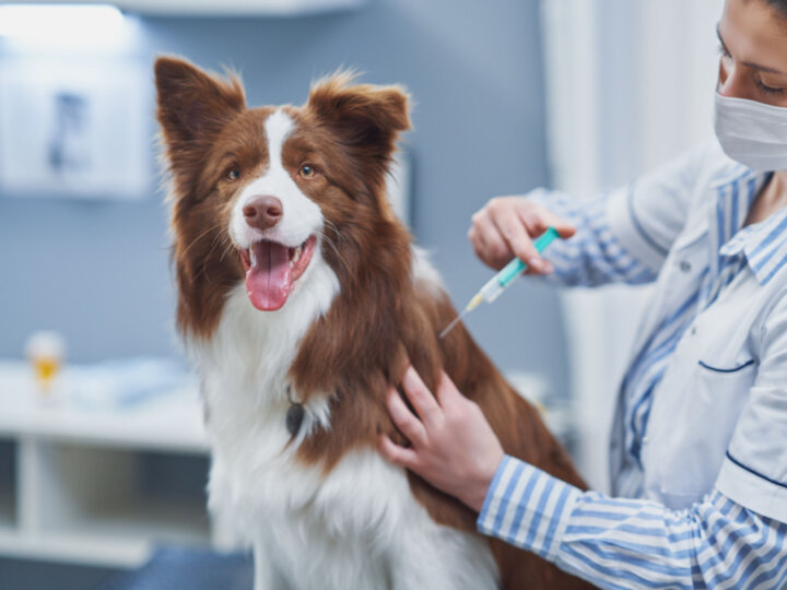 9 motivos para vacinar o seu animal de estimação 