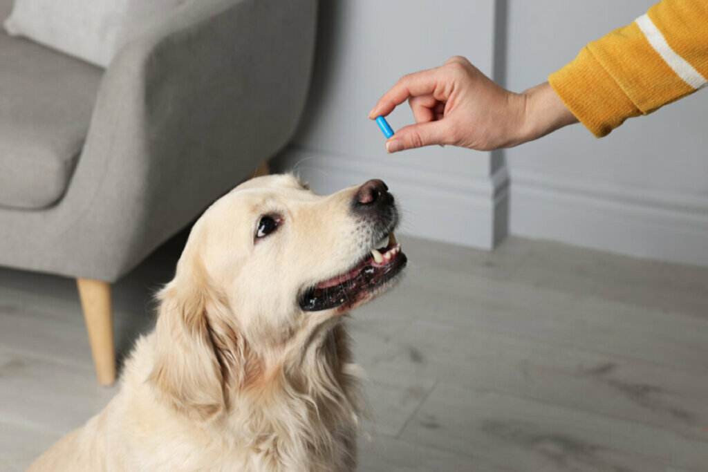 Mão feminina dando remédio para um cachorro 