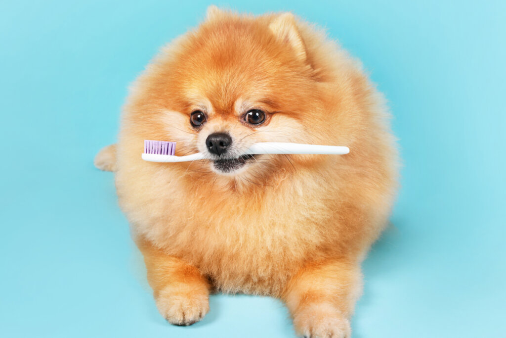 Cachorro segurando uma escova de dentes com a boca