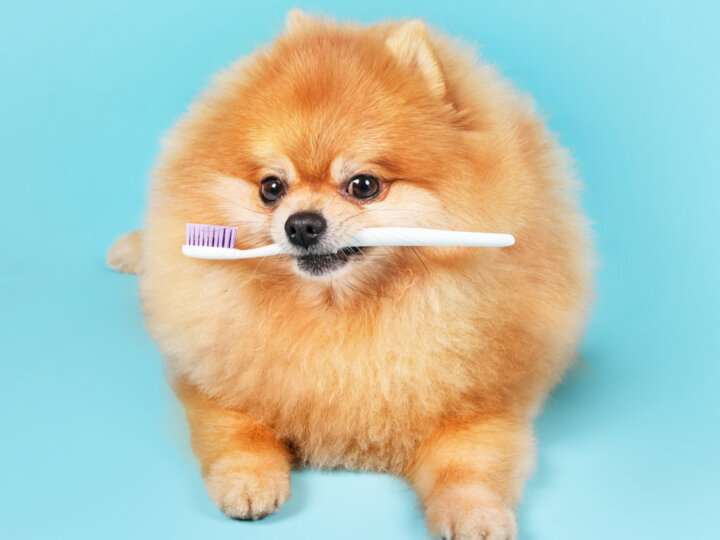 4 dicas para cuidar dos dentes dos animais de estimação