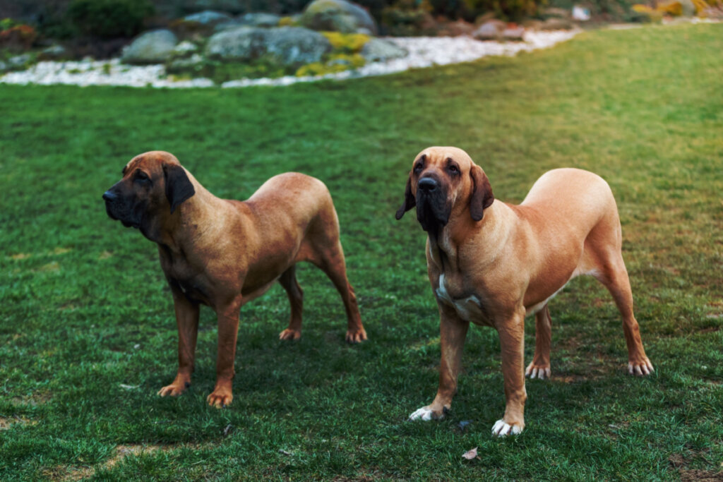 Dois cachorros da raça fila brasileiro na grama