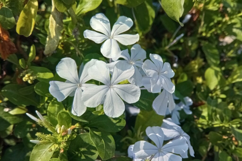 Flor azul em um jardim 