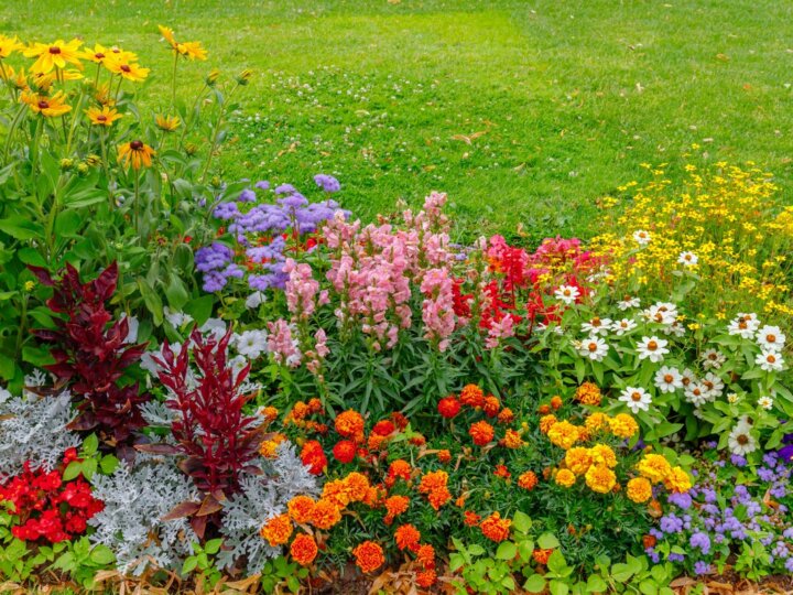 5 cores de flores que representam coisas boas