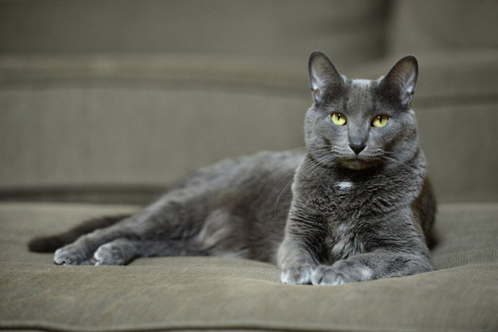 Gato Korat deitado no sofá