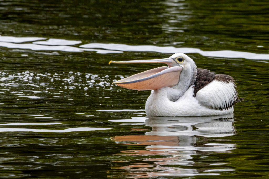 Pelicano em um lago