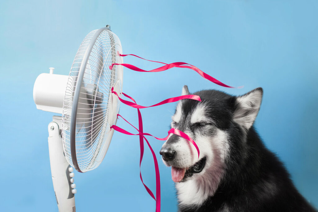 Cachorro em frente a um ventilador