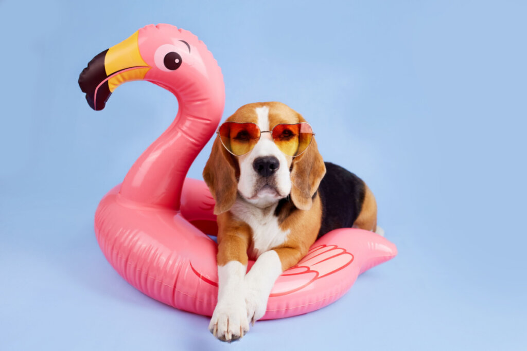 Cachorro beagle deitado em cima de boia de flamingo