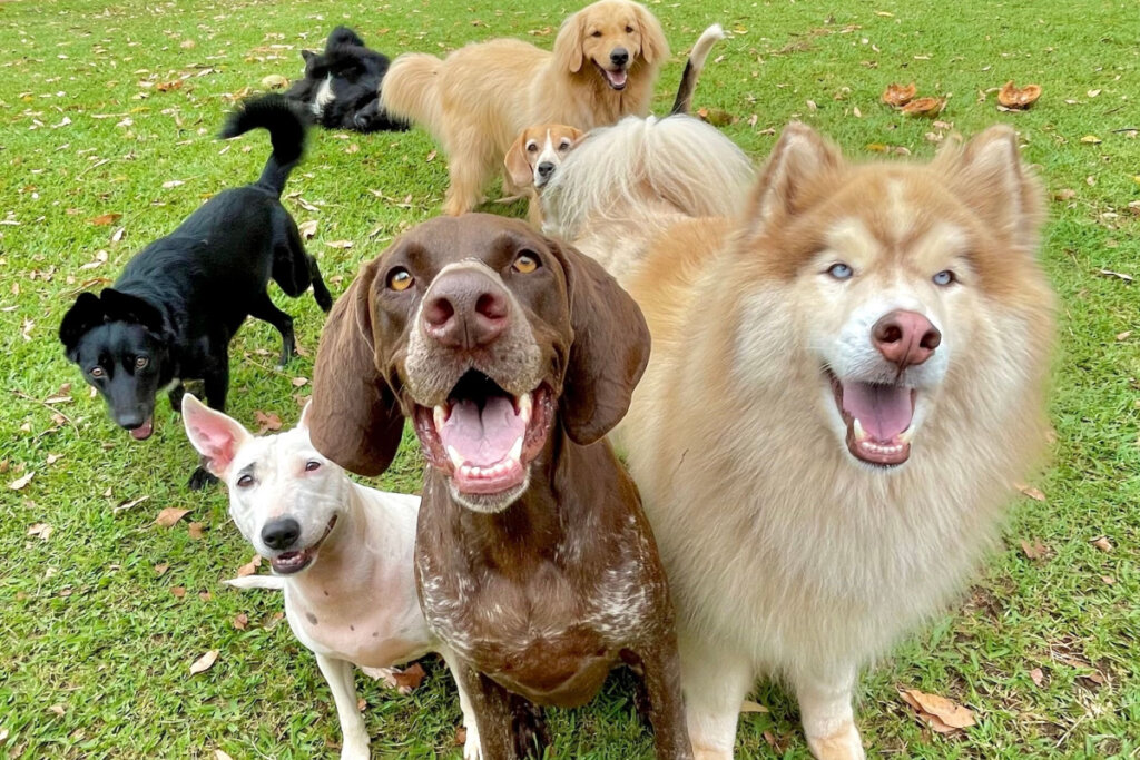 Sete cachorros de cores, raças e tamanhos diferentes posando para foto