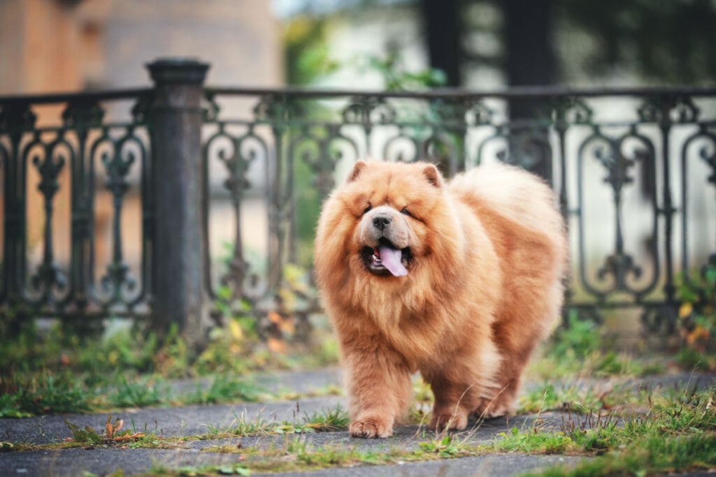 Cachorro chow chow marrom de pelo longo caminhando na rua