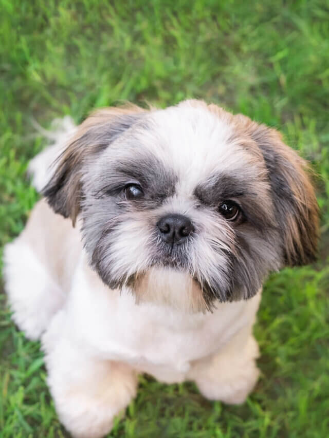 6 raças de cachorros pequenos