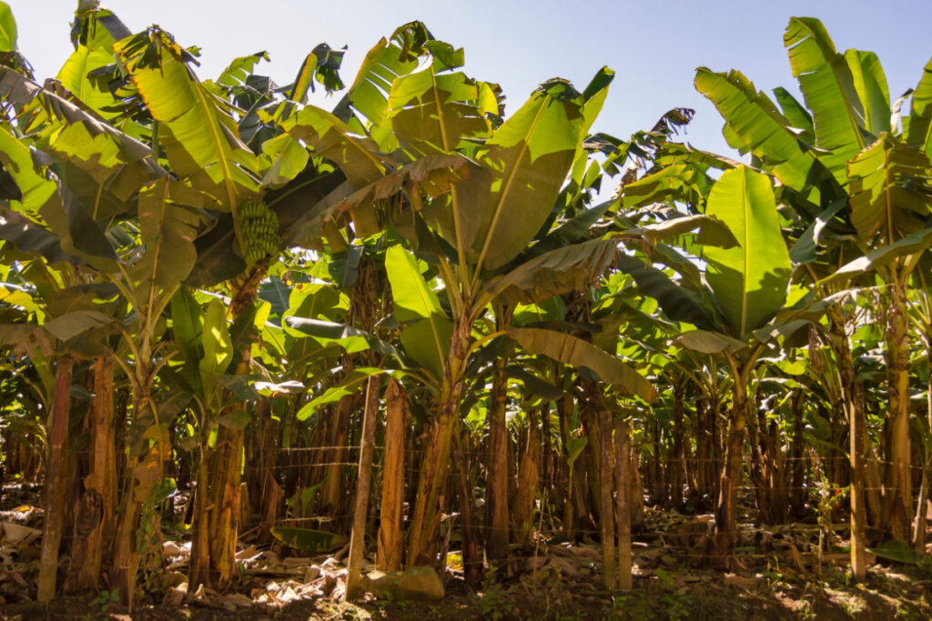 Plantação de banana no Vale do Ribeira