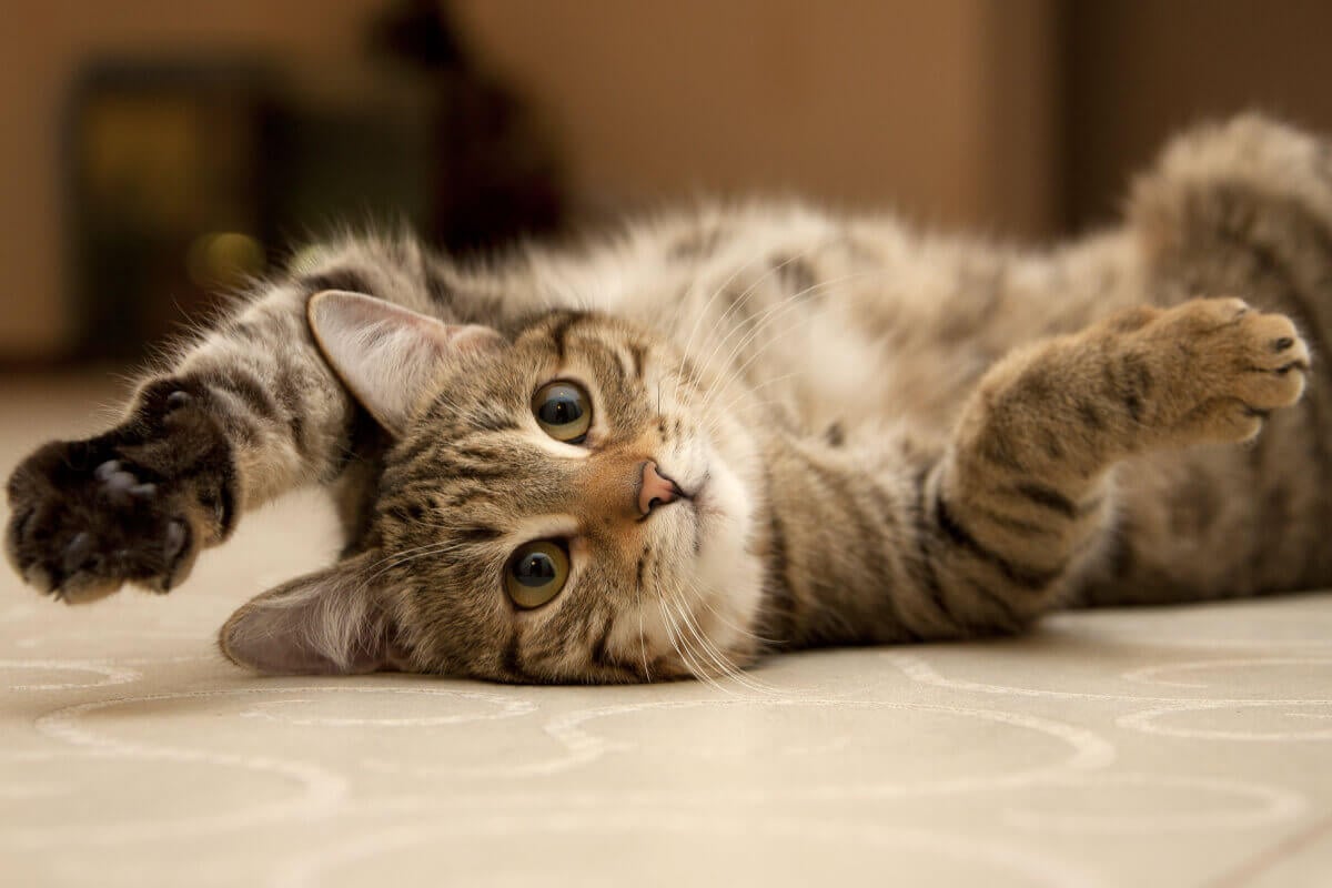 8 coisas que você precisa saber antes de adotar um gato
