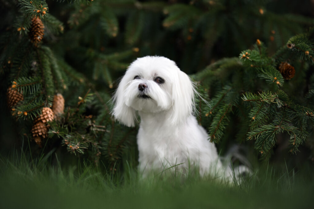 Cachorro maltês branco em meio a árvore com pinhas 