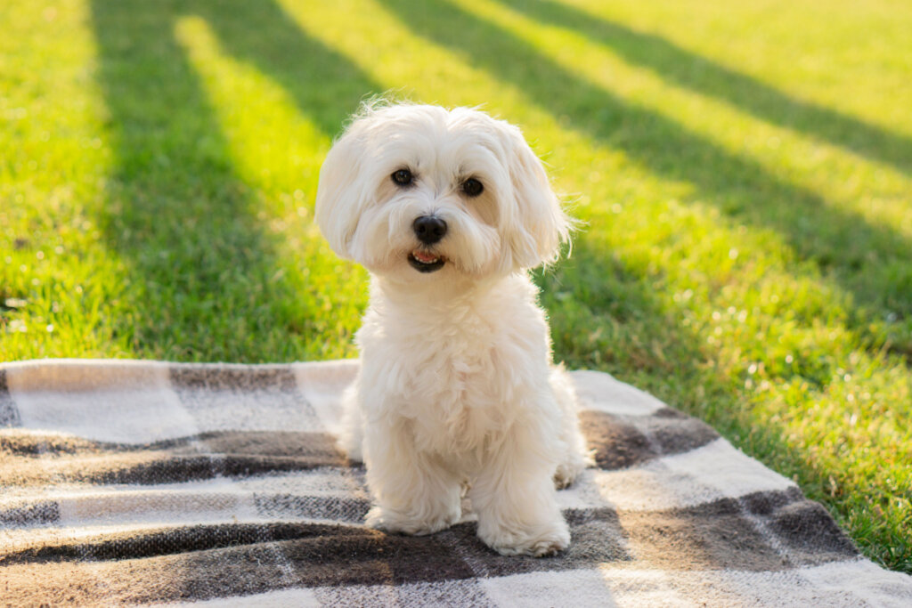 Cachorro maltês branco em cima de pano em grama