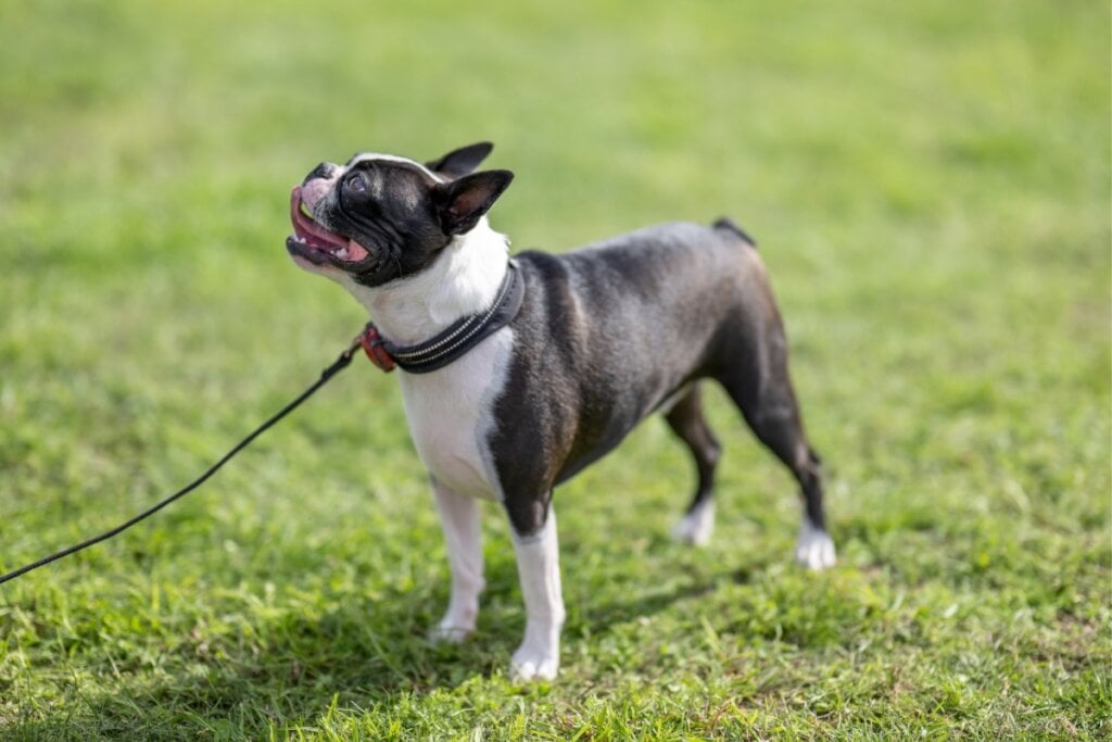 Cachorro da raça Boston Terrier em um parque