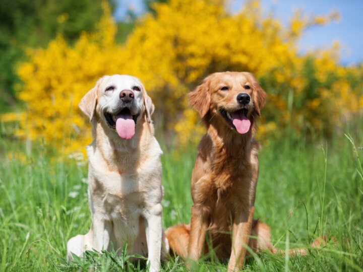 10 pares de raças de cachorros muito parecidos
