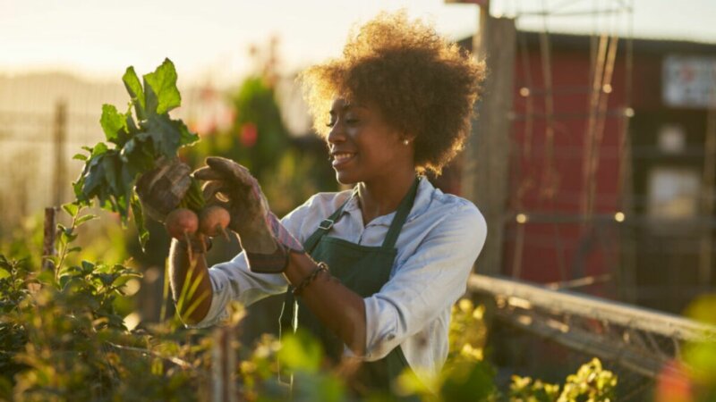 5 dicas para cultivar uma horta reaproveitando vegetais