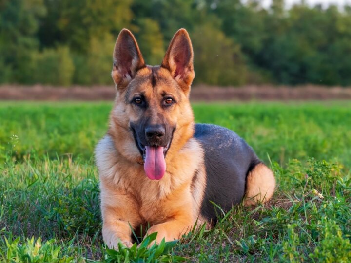 10 mitos sobre os cachorros da raça pastor alemão