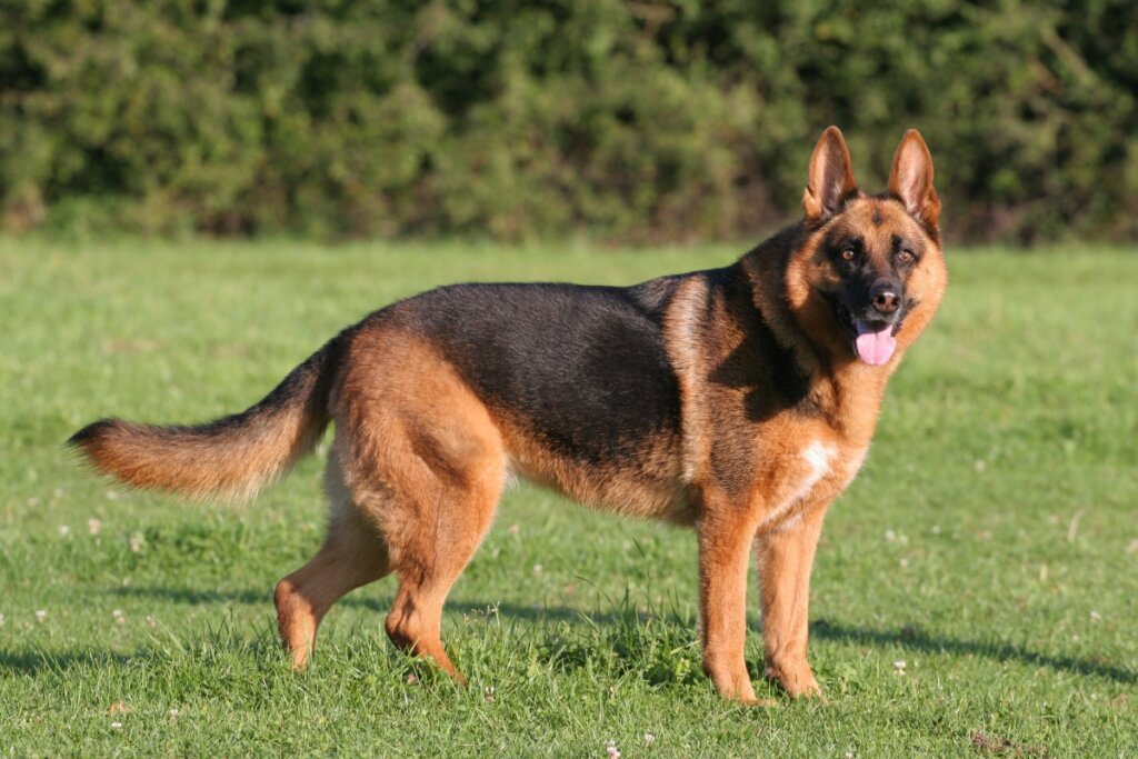 O pastor alemão, devido à inteligência, costuma trabalhar como cão de resgate ou policial (Imagem: Sabine Hagedorn | Shutterstock)