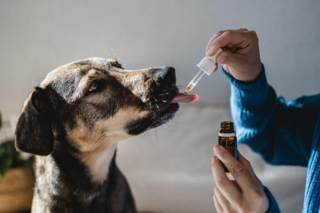 Cachorro tomando remédio 