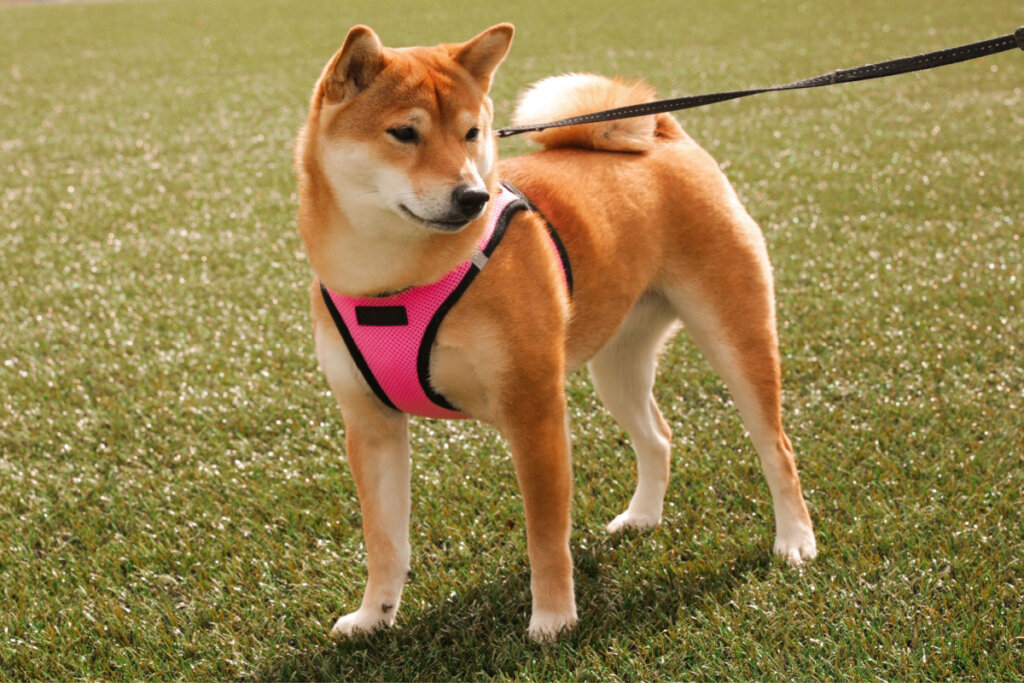 Shiba inu com coleira rosa em grama 