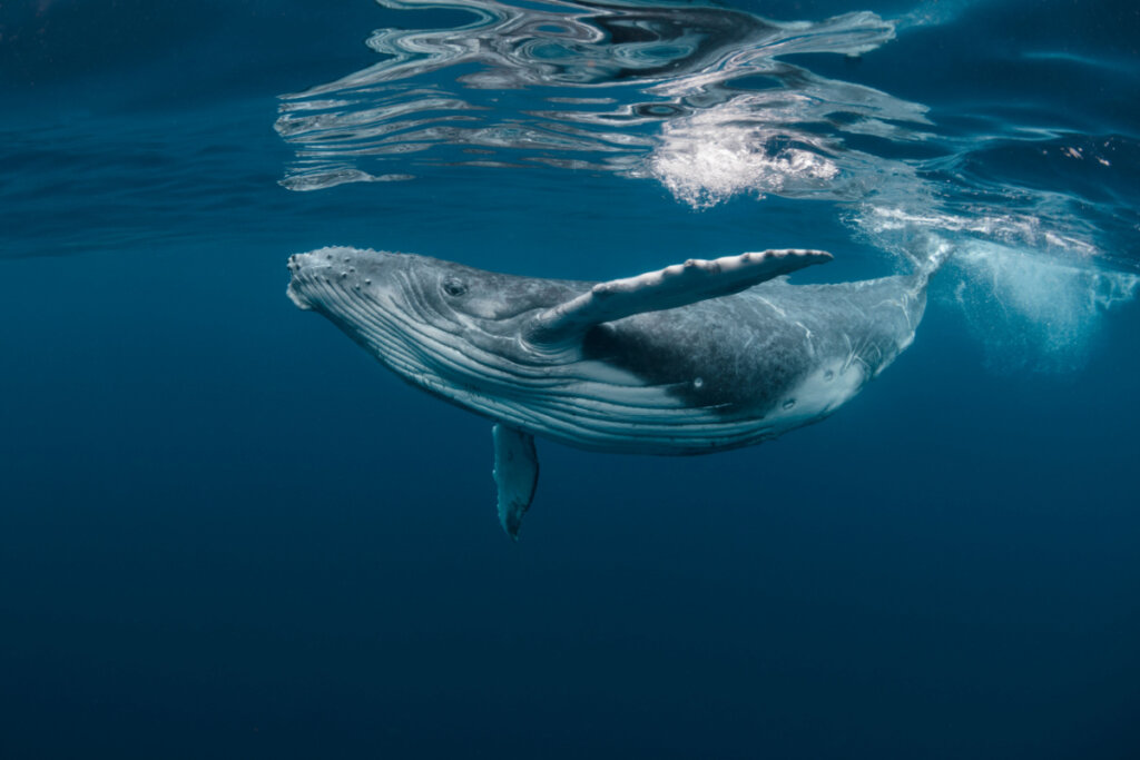 Um bebê baleia jubarte brinca perto da superfície em água azul
