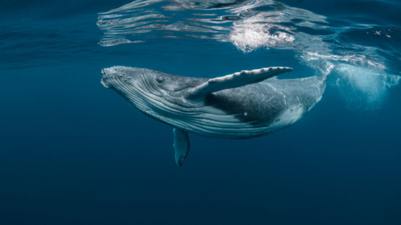 10 curiosidades incríveis sobre as baleias