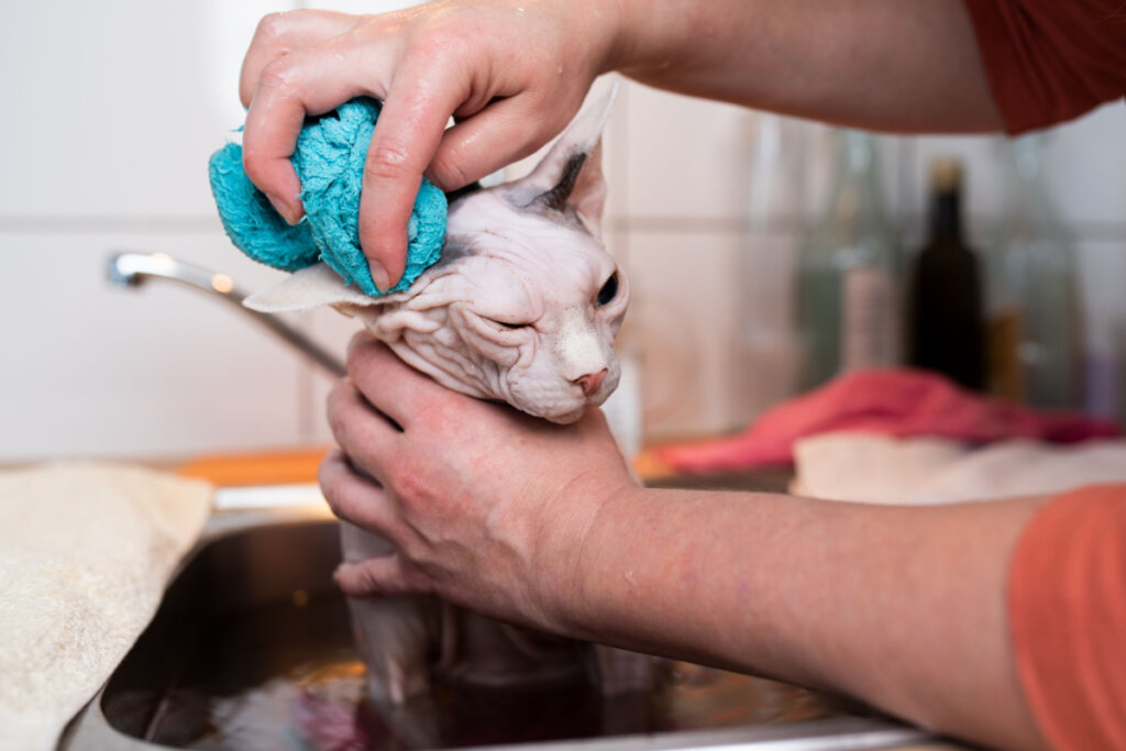 Gato da raça sphynx tomando banho com toalha azul