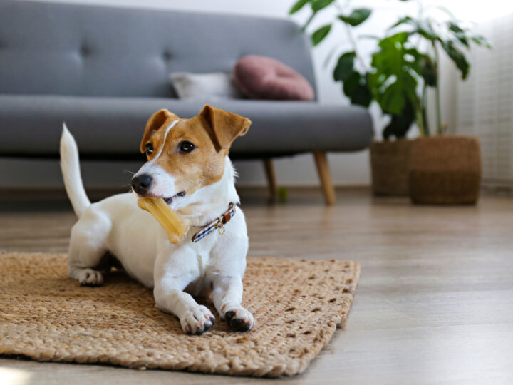 5 dicas para uma boa convivência com cachorro em apartamento