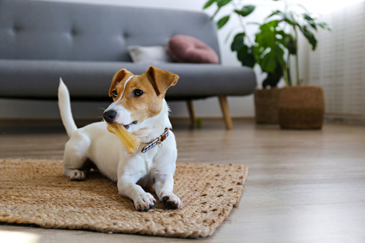 5 dicas para uma boa convivência com cachorro em apartamento