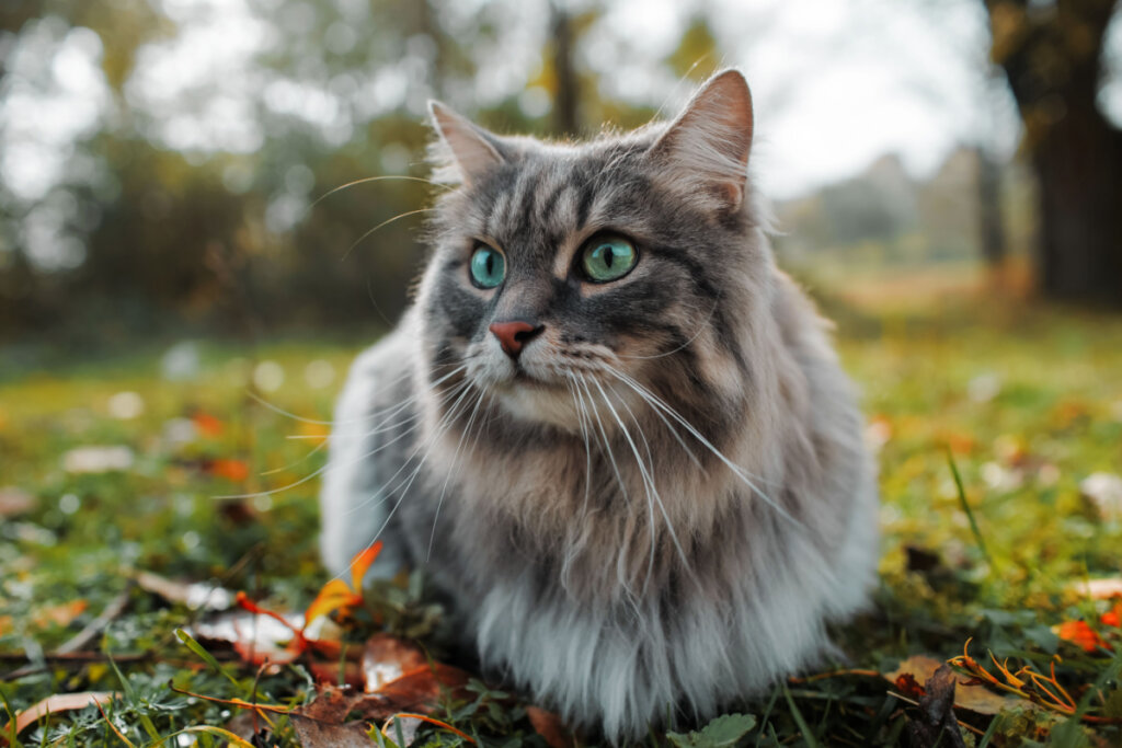 Gato olhando para o lado em um gramado verde