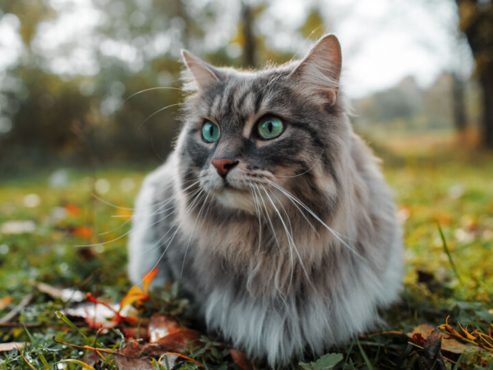 18 informações importantes antes da adoção de um gato