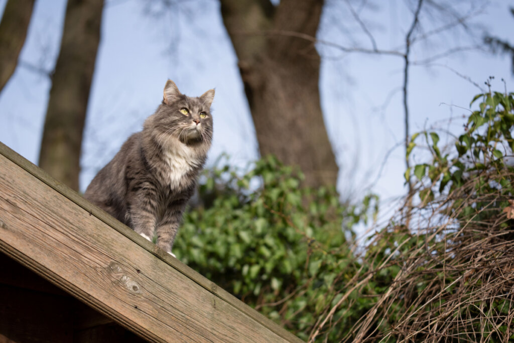 Gato cinza peludo em cima de madeira ao ar livre 